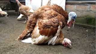 Ritual Kawin Kalkun Breeding Turkeys [upl. by Jorgenson4]