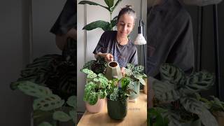 Prayer plant collection moving together  Satisfying Plant Timelapse houseplants calathea [upl. by Eiryt]