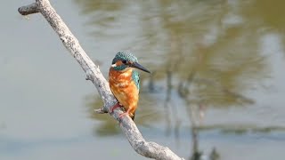 EP30Common kingfisher Bird Eat welleaten fish  Review Bird Nest [upl. by Brinkema]