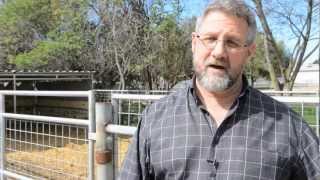 UC Davis Researchers Enhance Goats Milk to Treat Diarrhea [upl. by Silden]