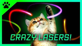 Cat games Crazy LASERS  A fun video for cats to watch [upl. by Northey693]