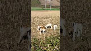 căprioarele la porumb 🌽caprioare capriori cerb cerblopatar cerbiromania cerboaica nature ro [upl. by Anthiathia]