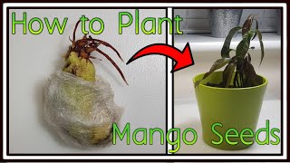 How to Plant Germinated Mango Seeds in Soil [upl. by Eniaj704]