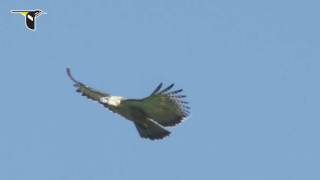 Soaring Philippine Eagle [upl. by Trey]