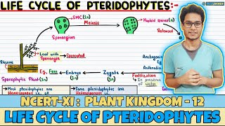 Plant Kingdom Lec 12 Life Cycle of Pteridophytes Class 11 NEET Neetology [upl. by Ettennaj847]