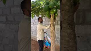 Organic Papaya…trending youtubeshorts viralshorts ytshorts shorts [upl. by Bell]