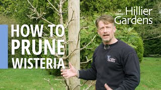 How to prune wisteria  Sir Harold Hillier Gardens [upl. by Aspa]