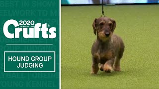 Hound Group Judging  Crufts 2020 [upl. by Anaxor447]