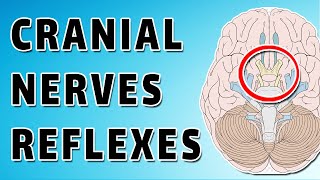 Cranial Nerve Reflexes [upl. by Grange]