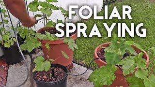 Foliar spraying with seaweed andor fish emulsion to fertilize plants [upl. by Skip]