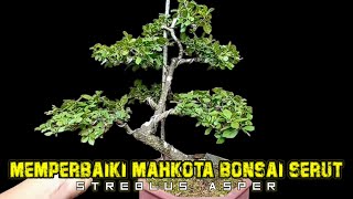 Reposisi Bakal Mahkota Bahan Bonsai Serut Streblus Asper [upl. by Aisset167]