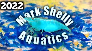 Breeding Shrimp For a Living  2022 Was a HUGE Year at Mark Shelly Aquatics [upl. by Guntar]