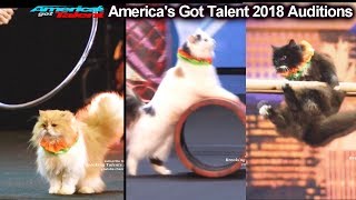 AMAZING CATS ACT Marina Savitsky Cats Americas Got Talent 2018 Auditions S13E01 [upl. by Adniram]