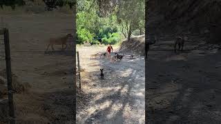 Aly protecting her goats from a pack of wolfs nature california pitbull mom summer milking [upl. by Burrow924]