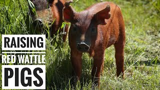 FARM TO TABLE  First Time Raising Pigs [upl. by Llednav255]