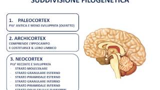 16 La corteccia cerebrale [upl. by Noral]