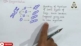 Asexual reproduction in fungi  Spores Conidia Budding And Fragmentation  Class 11 Biology [upl. by Ulu]