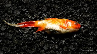 Goldfish Decomposition Timelapse [upl. by Nalyt791]