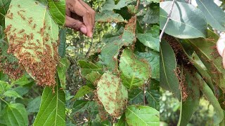 How to find red ants nest on the forest [upl. by Cirdnek508]