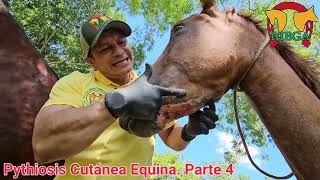 Pythiosis Cutánea Equina Parte 4 Evolución terapéutica [upl. by Hashimoto]