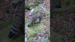 Gato Montés en Otoño asturiasparaisonatural [upl. by Melita]