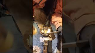 Hoofcare farrrierlife farrierwork farriery farrier horse satisfying asmr satisfyingvideo [upl. by Eanahc]