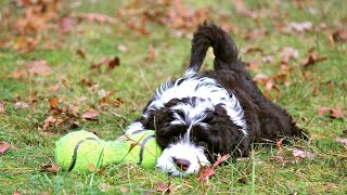 Raising a Portuguese Water Dog Puppy 6 Months to 1 Year [upl. by Smada]