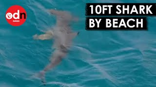 Spanish Beaches Forced to Close After HUGE Shark Spotted [upl. by Lyreb208]