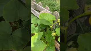 Straw bale gardening 3 weeks in [upl. by Halfon691]