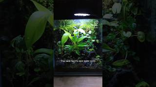 Sealing this terrarium shut forever ecoden terrarium subscribe [upl. by Riay]