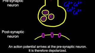 65 Transmission across a synapse [upl. by Aileduab]