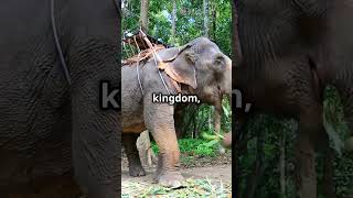 Why Do Elephants Have Over 90000 Muscle Fascicles In Their Trunks [upl. by Leohcin]