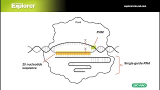 CRISPR Explained Gene Editing History Technology and Applications [upl. by Nahej]