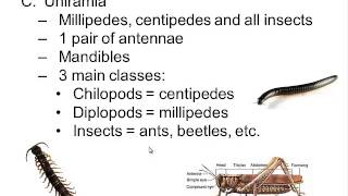 Phylum Arthropoda [upl. by Ecinahs963]