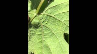 Potato Leafhopper Nymph Movement on a Grape Leaf [upl. by Pros]