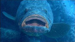 Goliath Groupers on a ship wreck [upl. by Orelle180]