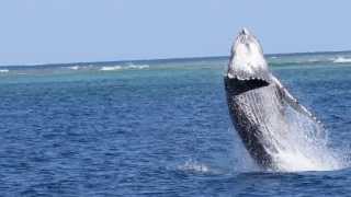 Les baleines à bosse  the humpback whale [upl. by Feodor963]