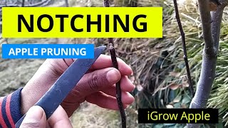 Notching in Apple Tree  Apple Pruning Techniques [upl. by Maclay]