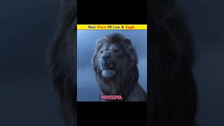 Real Sound of Eagle and Lion shorts facts [upl. by Beore721]