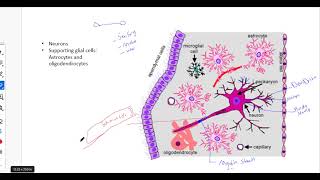 1 CNS  pathology  Characteristic features of CNS [upl. by Yentuoc]