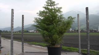 Die Sicheltanne  Cryptomeria japonica Elegans [upl. by Yekcim]