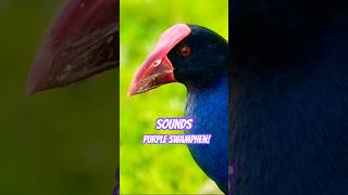 Swamphen Bird Sound and Bird Call [upl. by Erait]