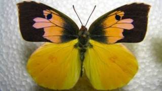 Californias state insect Dogface Butterfly Life Cycle Documentary 720p HD [upl. by Yawnoc]