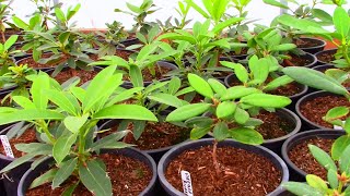 Potting up Rooted Cuttings of Rhododendrons in the Hoop House  A Look at the Propagation Frame [upl. by Alba920]