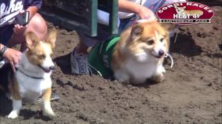 Canterbury Park Corgi Races 7302016 [upl. by Aivilys]