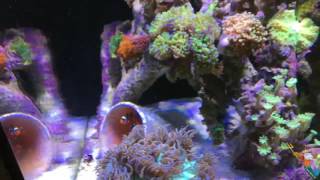 Cubicus Teil 3 Meerwasseraquarium [upl. by Maryly]