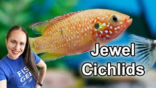 Jewel Cichlid Aquarium  Care amp Breeding  Everything you need to know [upl. by Sil]