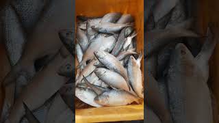 Hilsa fish  fishing  seafood [upl. by Herschel]