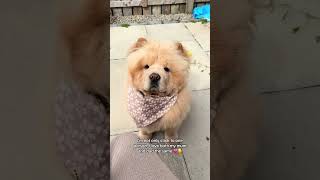 ✨Chow chows are so misunderstood 🥹 I wish everyone saw this side of them 🧸💗 chowchowpuppy love [upl. by Adabel]