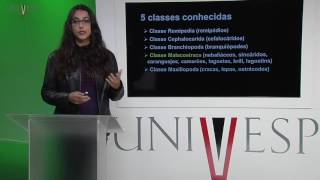 Zoologia de Invertebrados  Aula 21  Filo Arthropoda Crustacea [upl. by Biles]